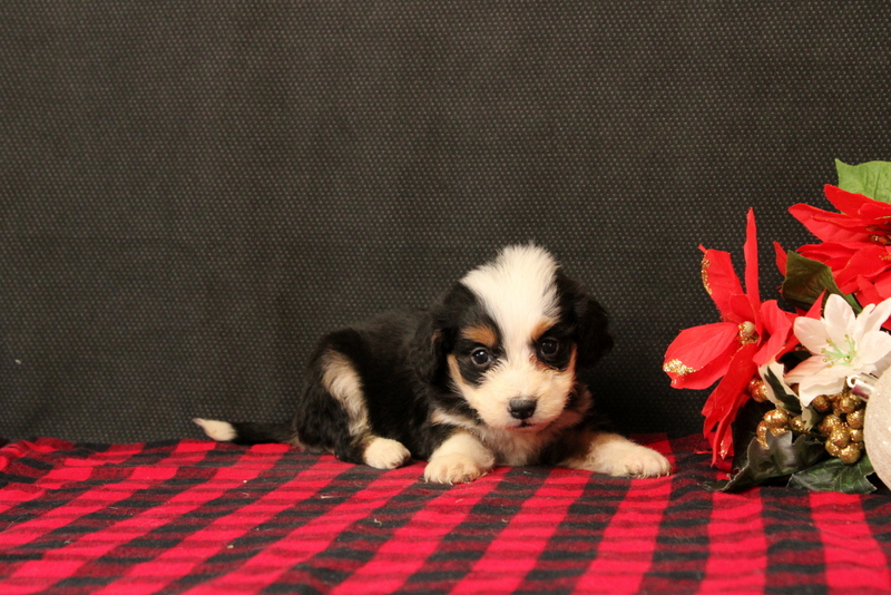 puppy, for, sale, Mini Bernadoodle F2, Matthew B. Stoltzfus, dog, breeder, Gap, PA, dog-breeder, puppy-for-sale, forsale, nearby, find, puppyfind, locator, puppylocator, aca